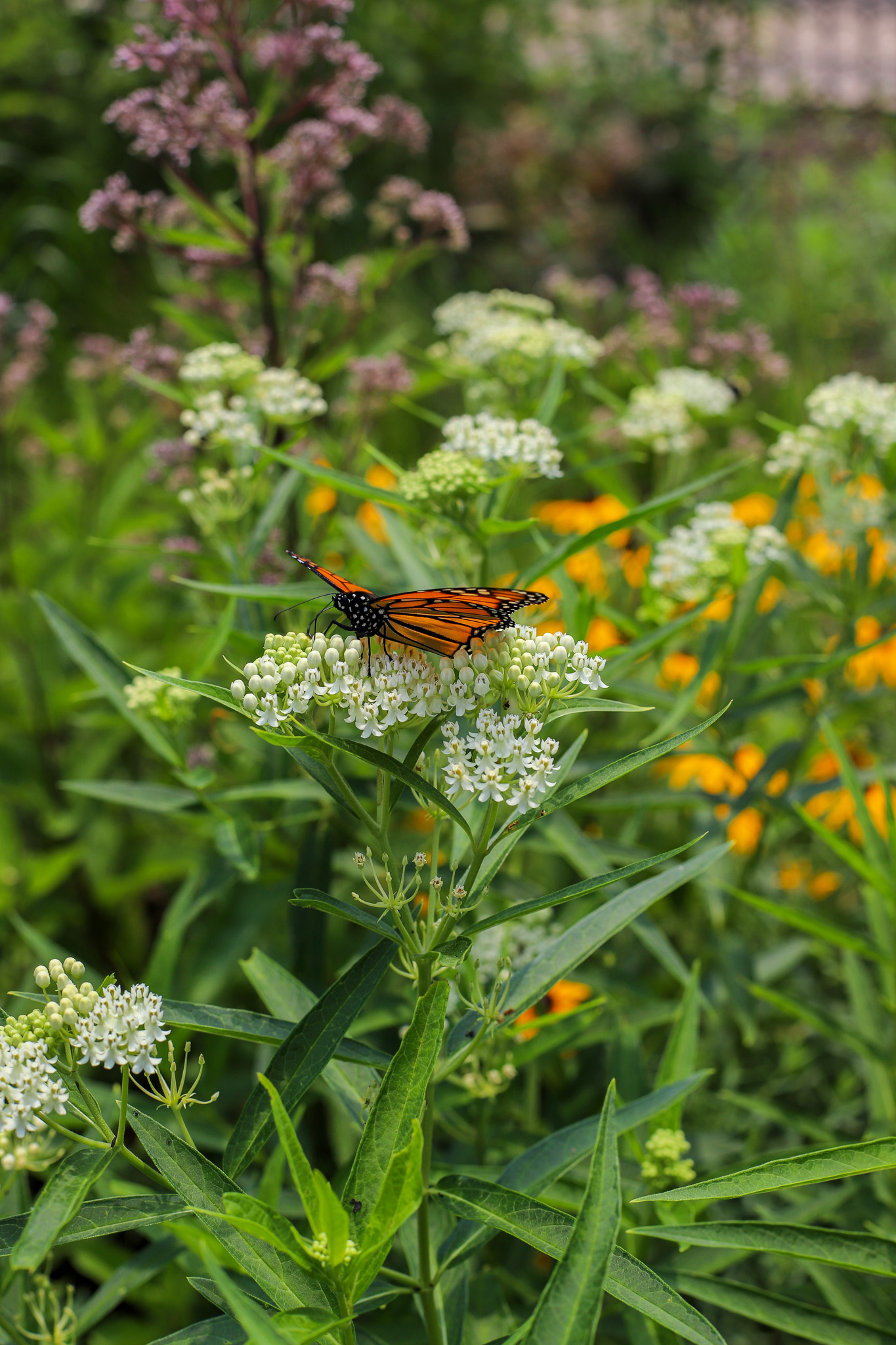 A monarch butterfly sits on a white flower. The white flower is among other flowers and native plantings