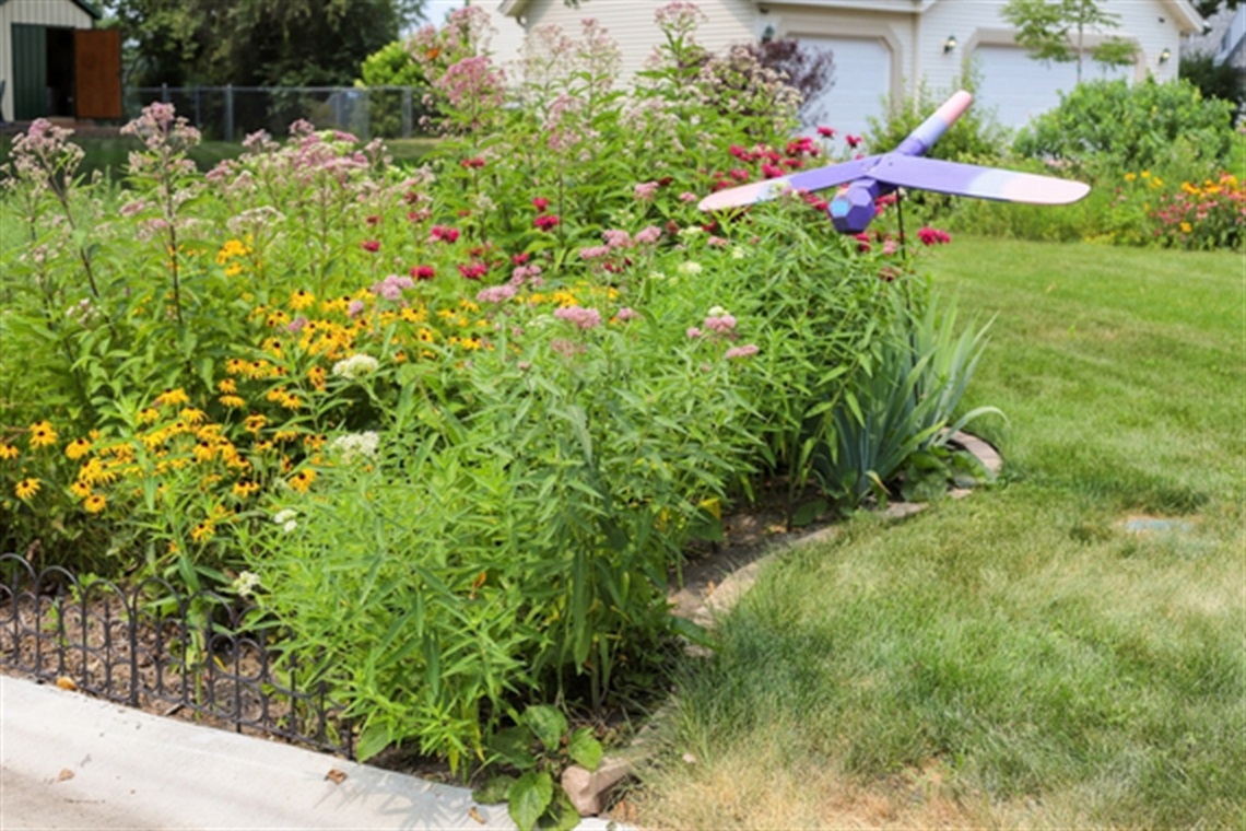 A rain garden place on a curb filled with lots of green and colorful native plantings. A white house is in the background.