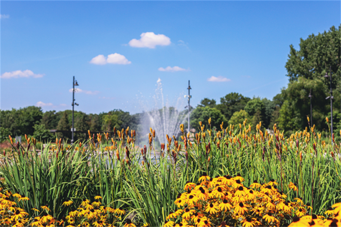 Summer flowers bloom in front of the commons pond fountain